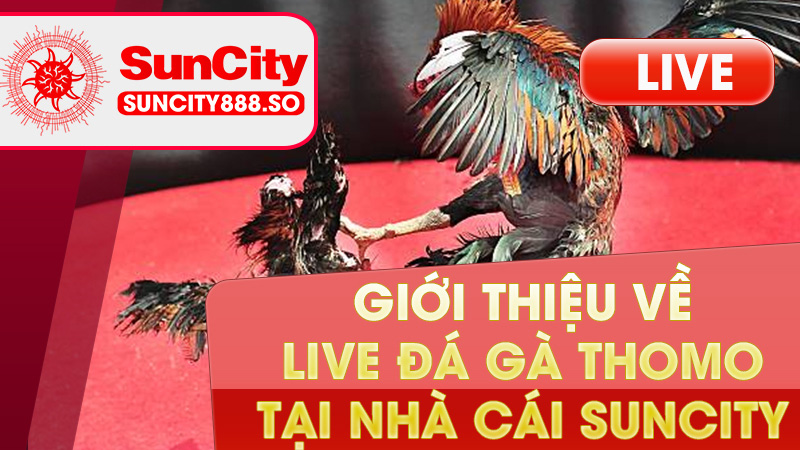 Live đá gà Thomo - Trận đá gà kịch tính thưởng nóng liền tay 5 Giới thiệu live đá gà thôm tại nhà cái Suncity